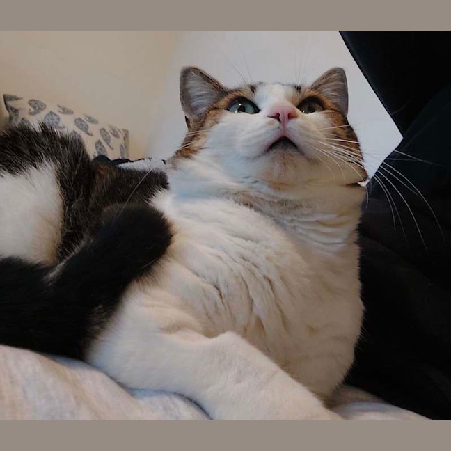 Photo of Bub