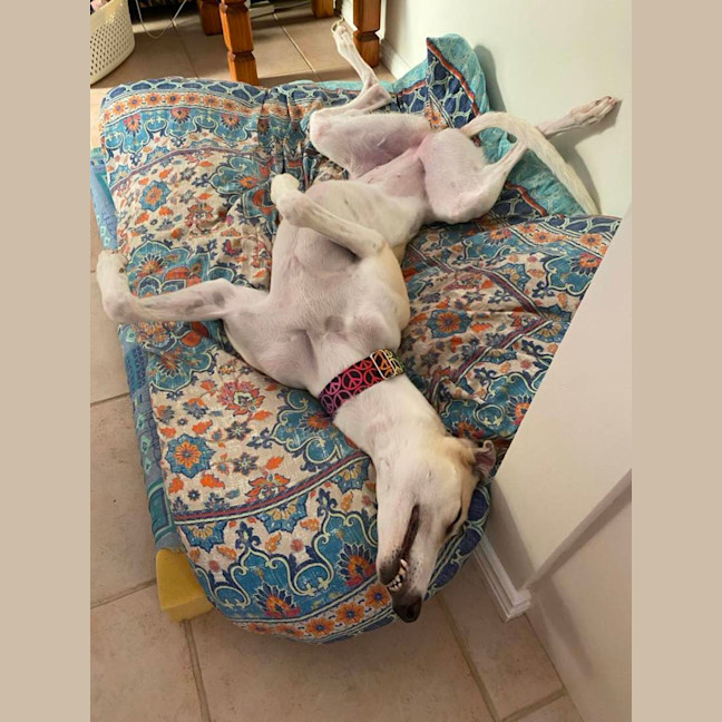 Photo of Ella, The Greyhound