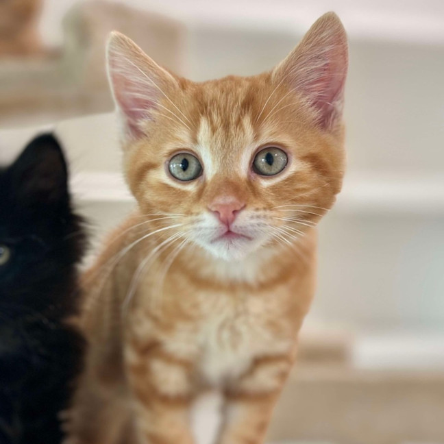 Photo of Tumble And Rumble