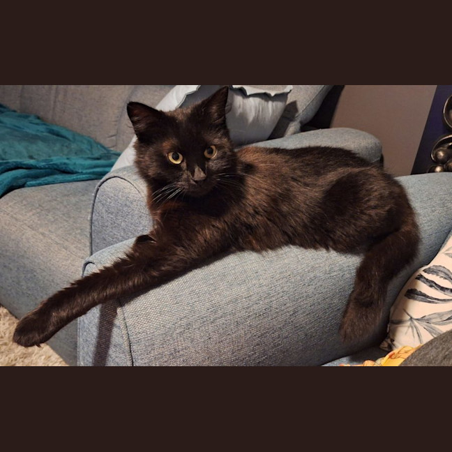 Photo of Indigo