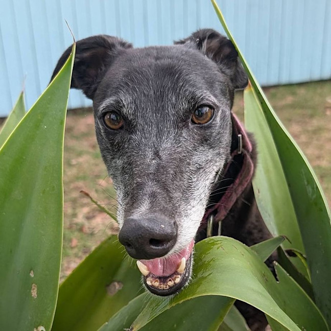 Photo of Cornelia