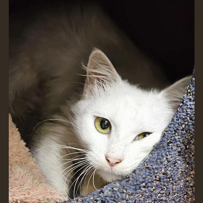 Photo of Willow