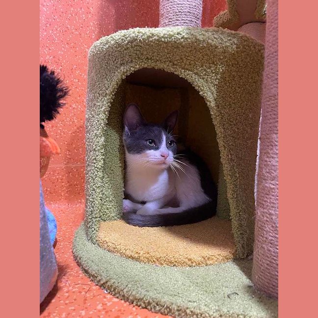 Photo of Smoosh