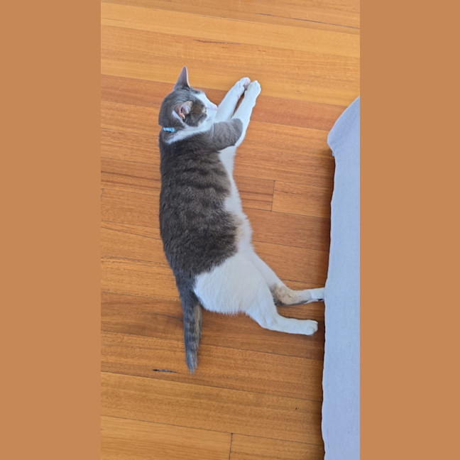 Photo of Chi Chi 