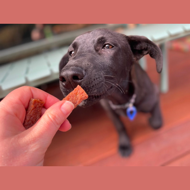 Photo of Toto   5 Month Old German Shepherd X