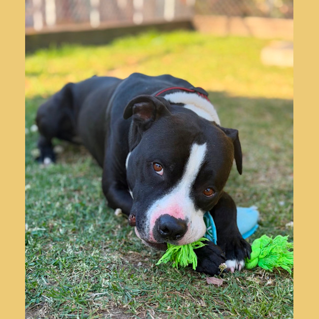 Photo of Loki
