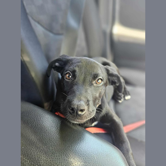 Photo of Lumi