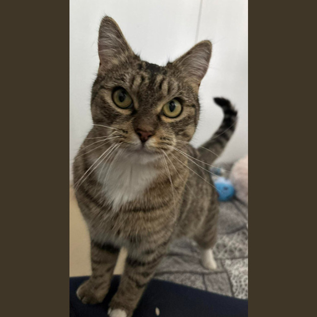 Photo of Pudding