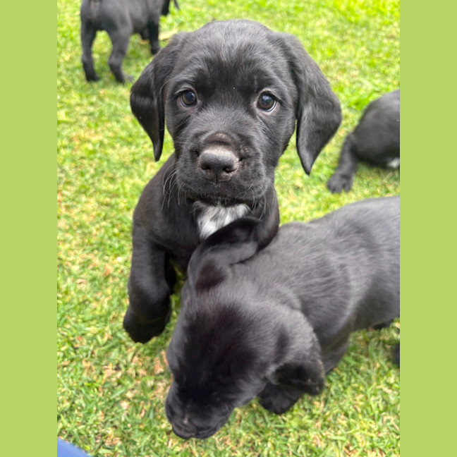 Photo of Sadies Litter