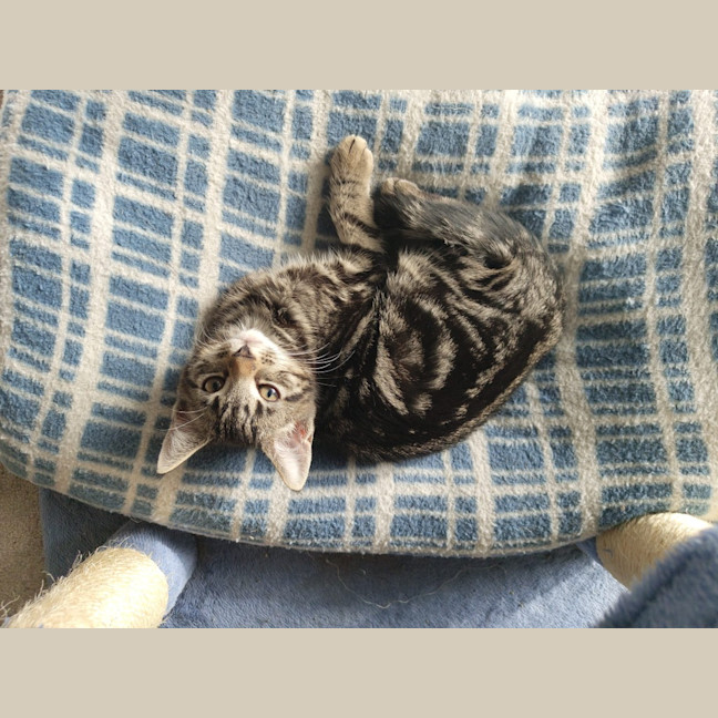 Photo of Oolong