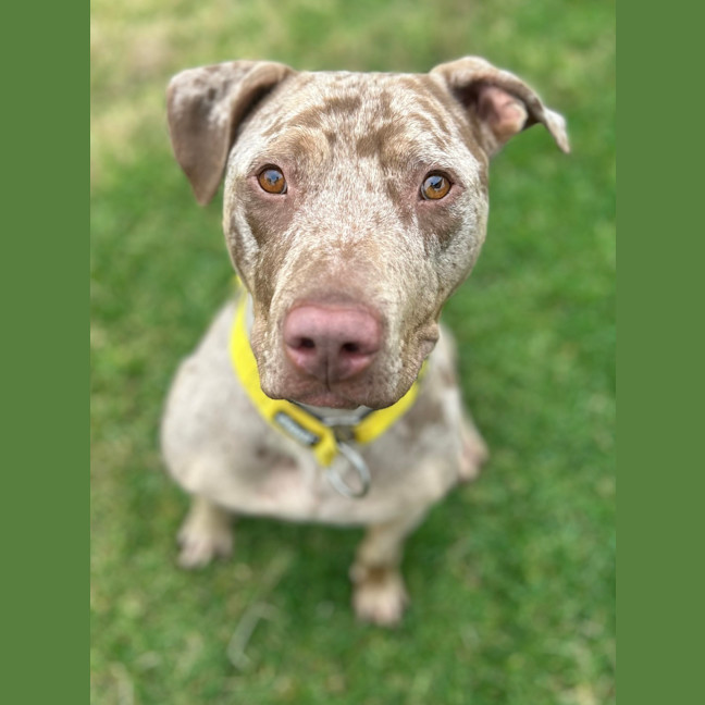 Photo of Mocha
