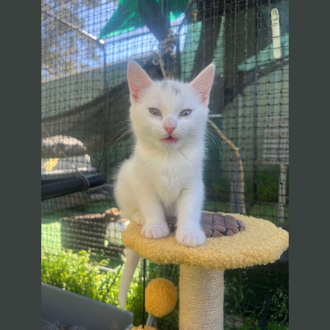 Photo of Lamington