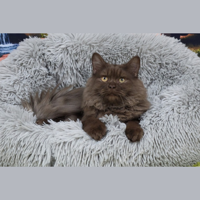 Photo of Chocolat