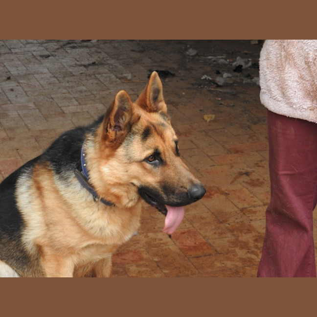 Photo of Odin