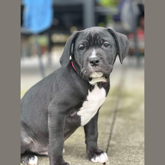 Photo of Zuko   9 Week Old Staffy X