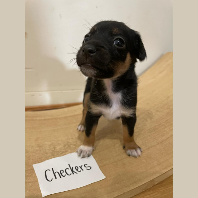 Photo of Checkers