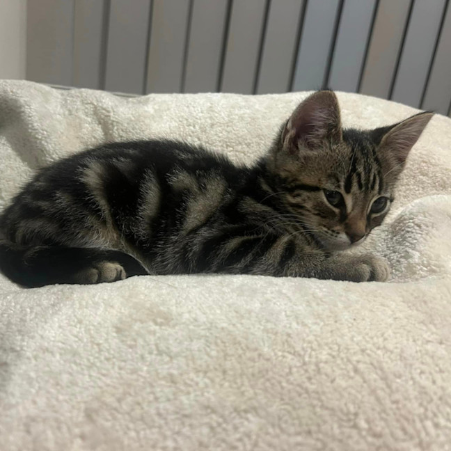 Photo of Hugo