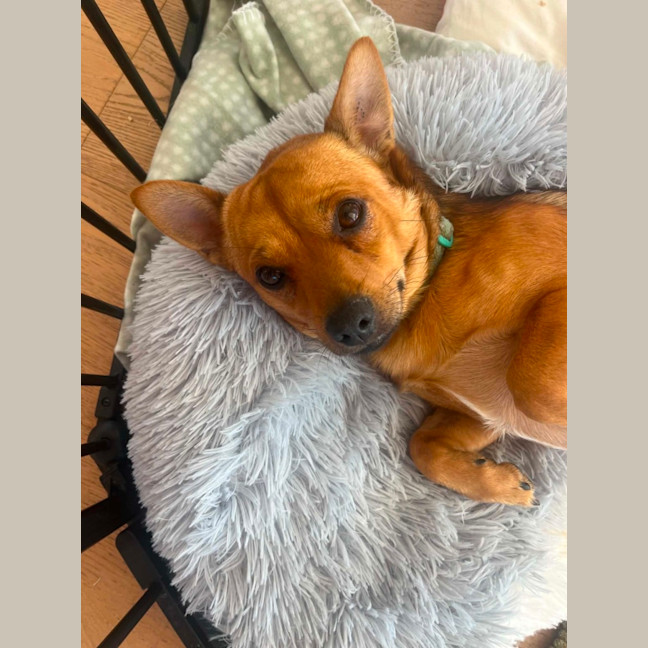 Photo of Whiskey