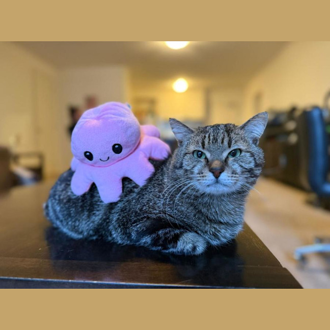 Photo of Apolo