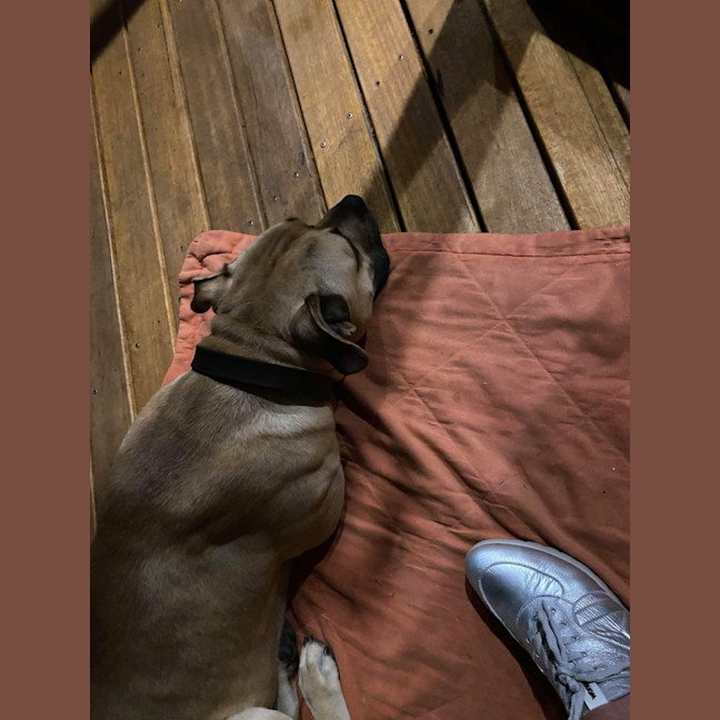 Photo of Rocky