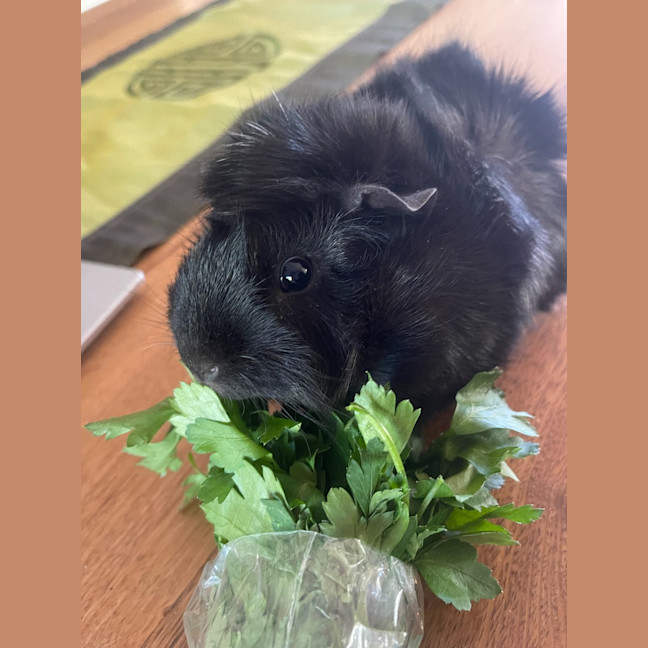 Photo of Bramble