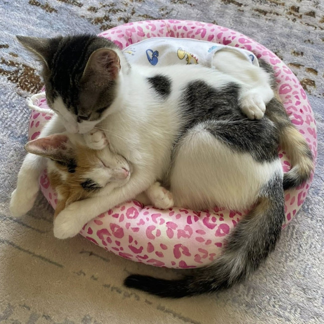 Photo of Blinky Bill / Nutsy