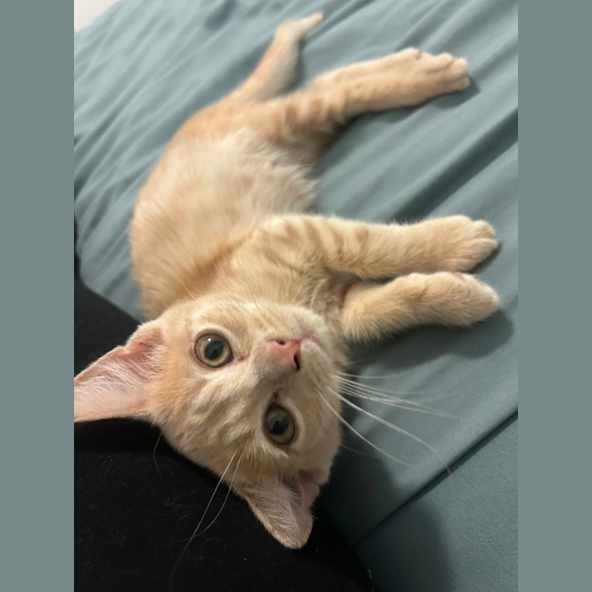 Photo of Feyre And Fern   Bonded Pair