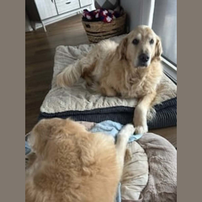 Photo of Missy And Marley