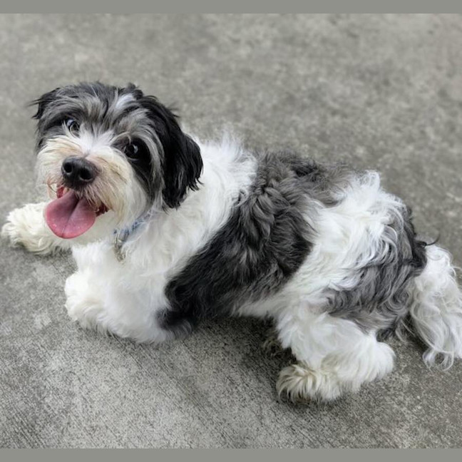 Photo of Benji