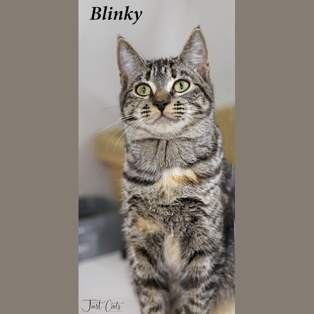 Photo of Blinky
