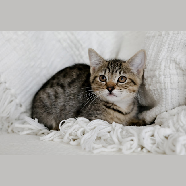 Photo of Fitz
