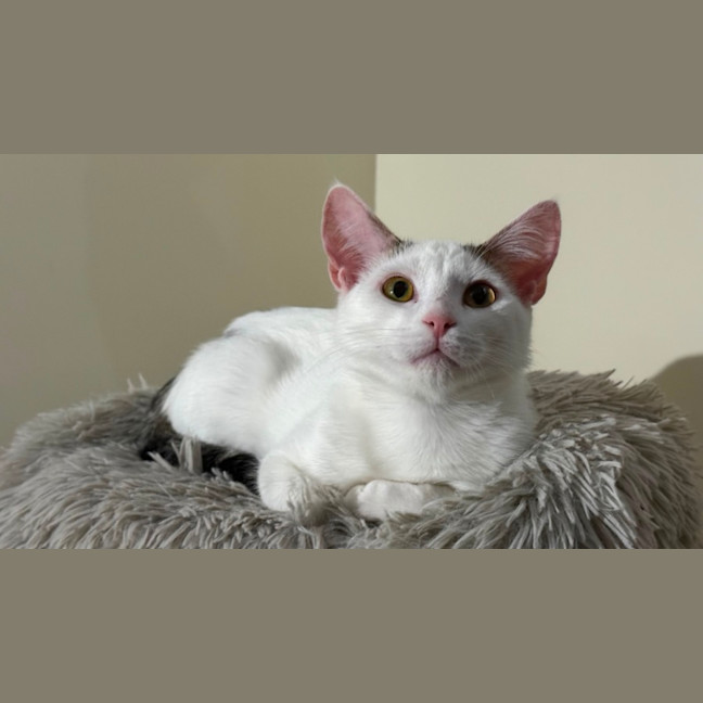 Photo of Coconut