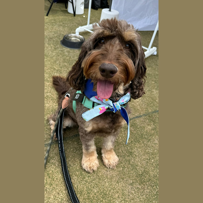 Photo of Ned   4 Year Old Labradoodle X Spoodle (Trial)