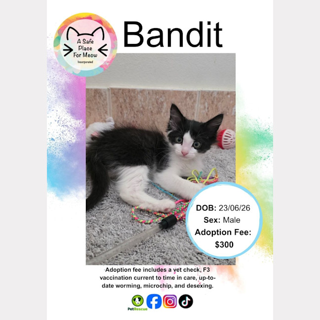Photo of Bandit