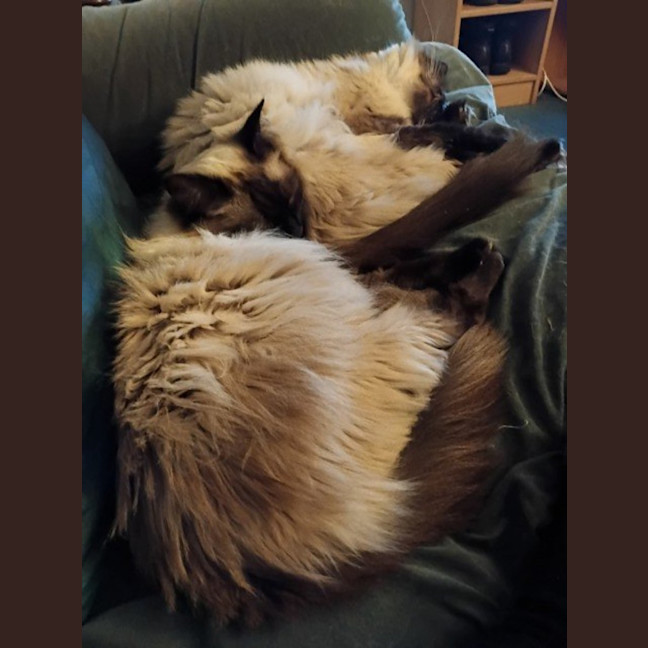 Photo of Sailor Moon & Shilo *9 Lives Project Rescue*