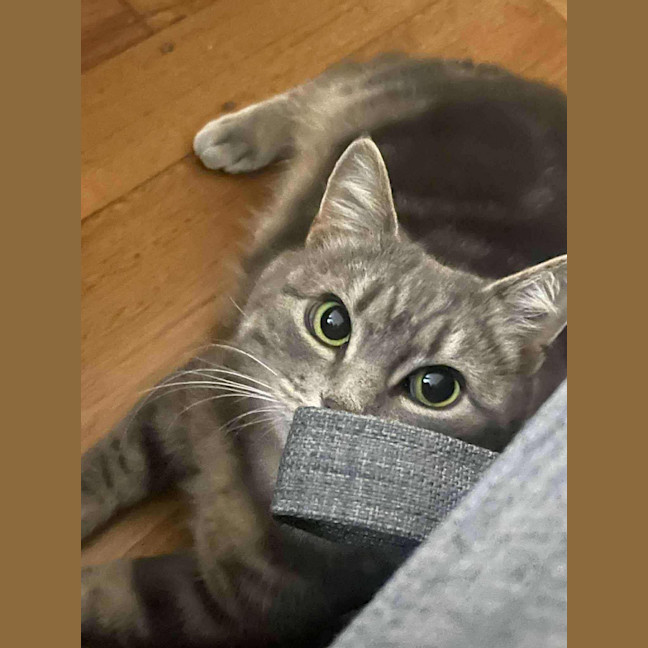 Photo of Gracie