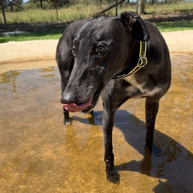 Photo of Fenton The Greyhound