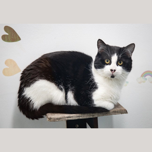 Photo of Caspian