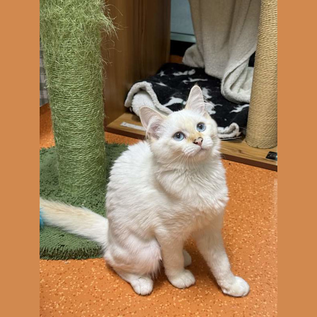 Photo of Boo