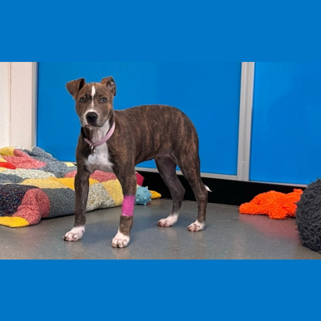 Photo of Dixie
