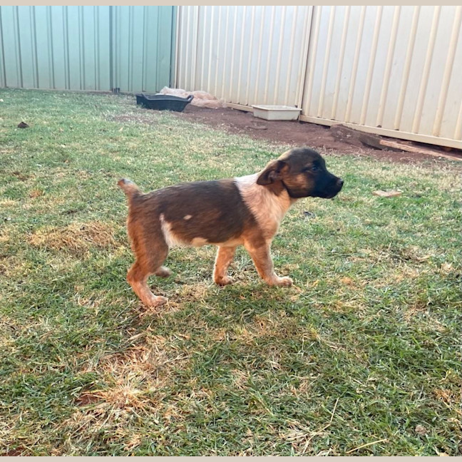 Photo of Scarlet