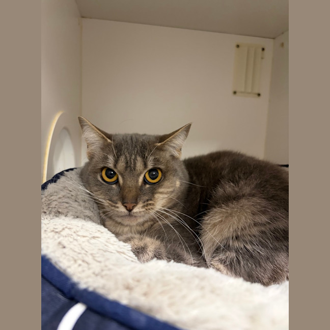 Photo of Sapphire