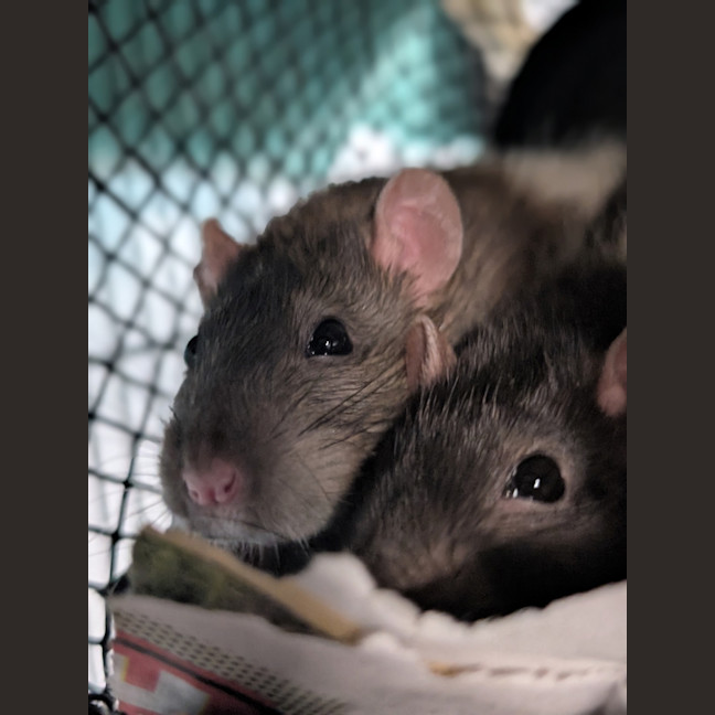 Photo of Ratticus 
