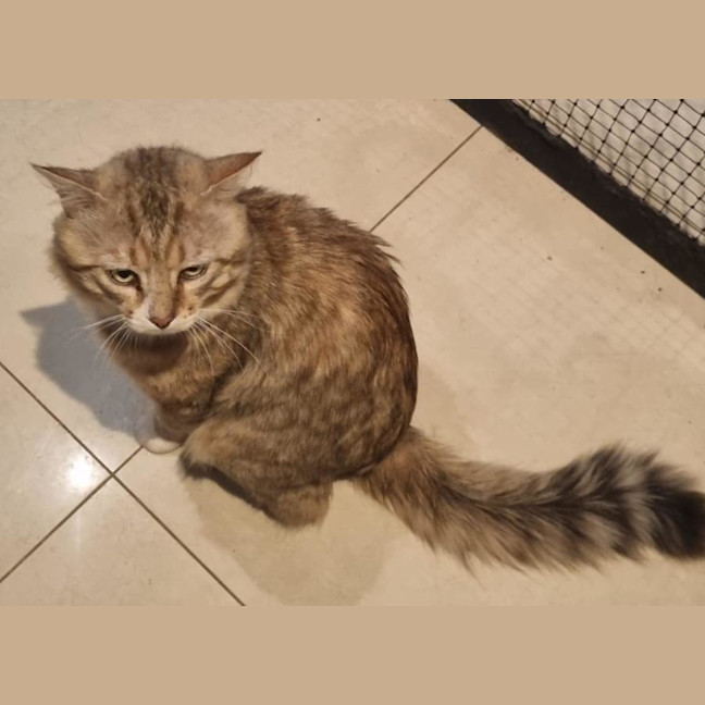 Photo of Lynx