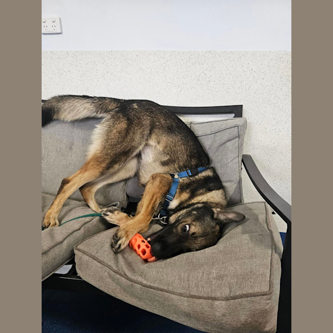 Photo of Lyra