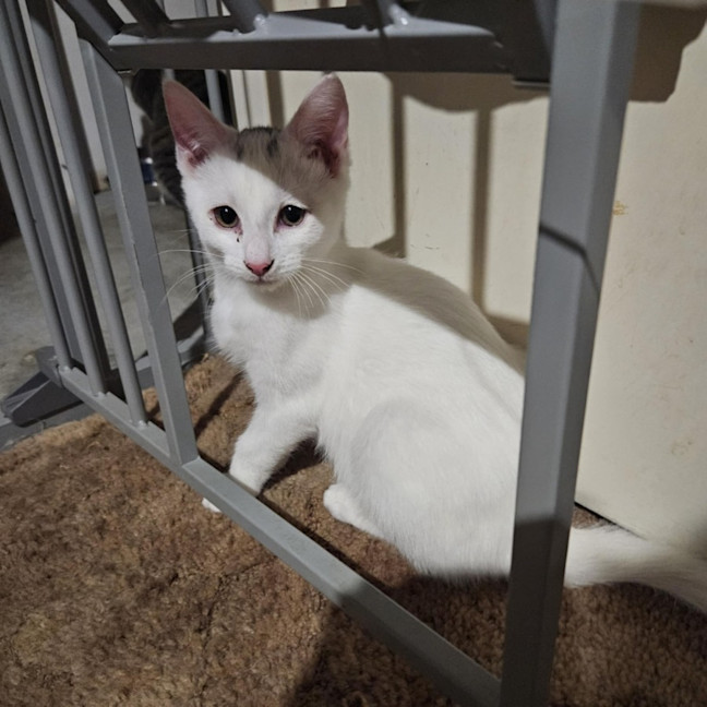 Photo of Juan ** 2nd Chance Cat Rescue**