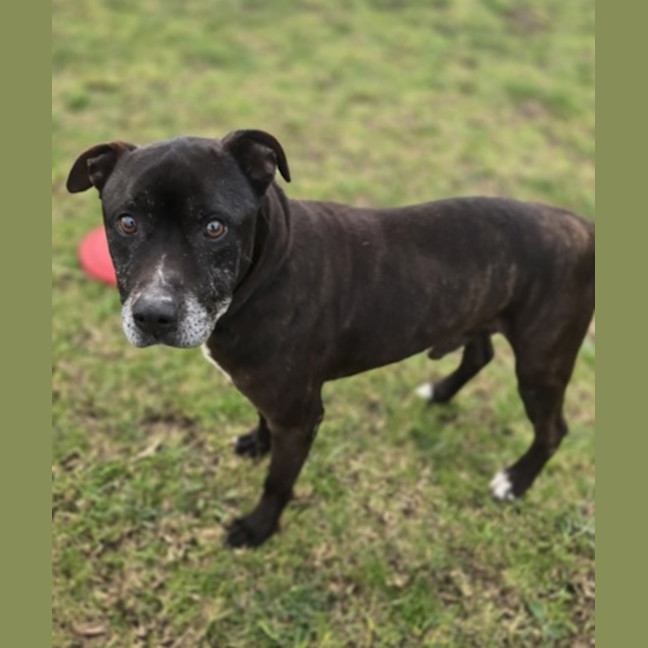 Photo of Strika (48137)