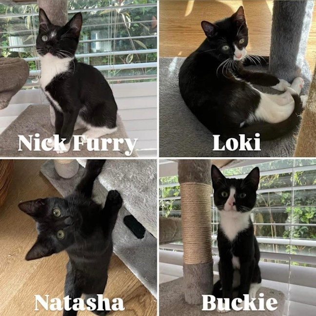 Photo of 11147/48/49/50  Natasha, Nick Furry, Buckie & Loki