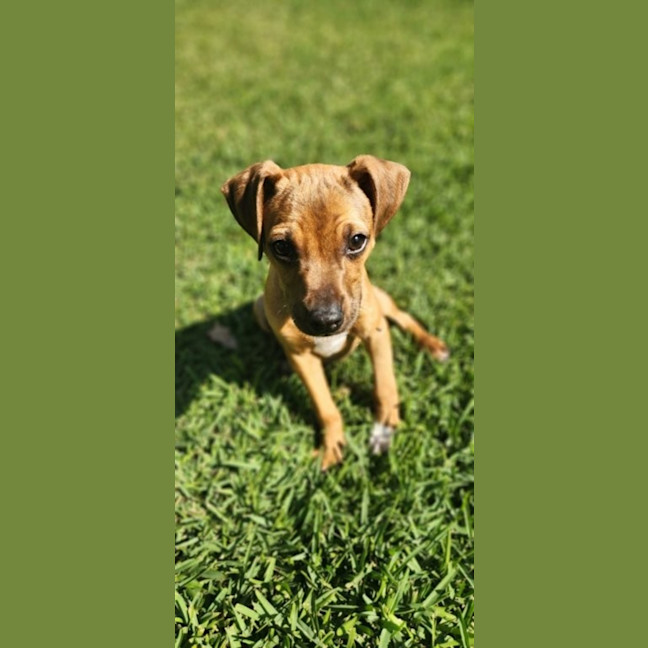 Photo of Paisley   5 Month Old Kelpie X Jack Russell