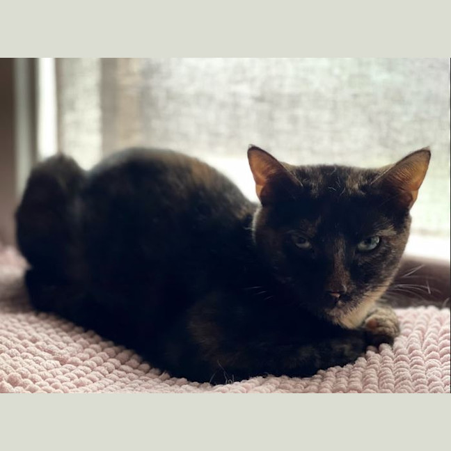Photo of Pixie